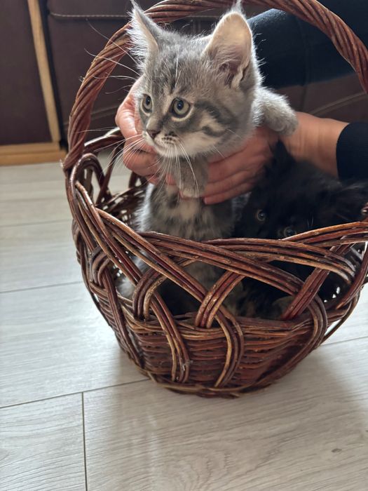 Віддам кошенят безкоштовно