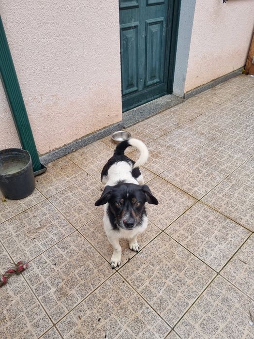 Ola boa noite temos este menino para adoção