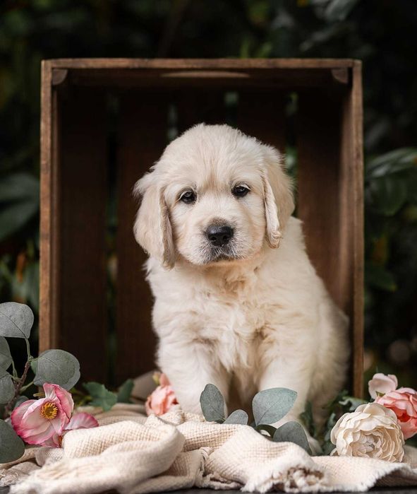 Golden Retriever
