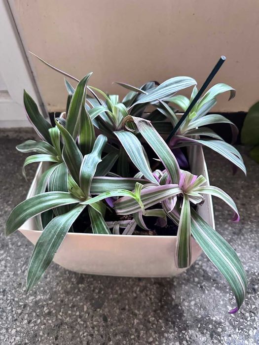 Sprzedam kwiatka doniczkowego reo meksykańskie wraz z doniczką