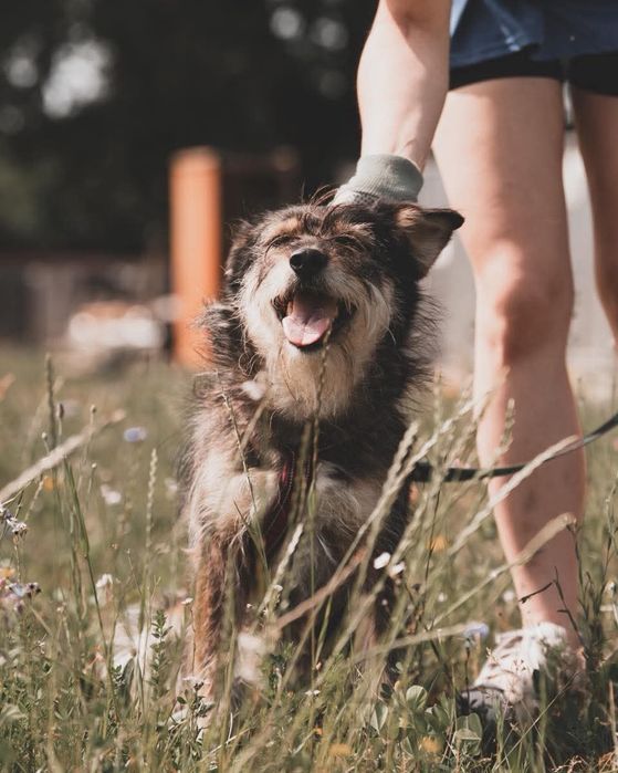 Sunia Nefra szuka domu