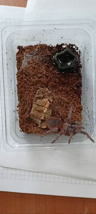 Lasiocyano sazimai 3dvc, kolekcja ptaszników