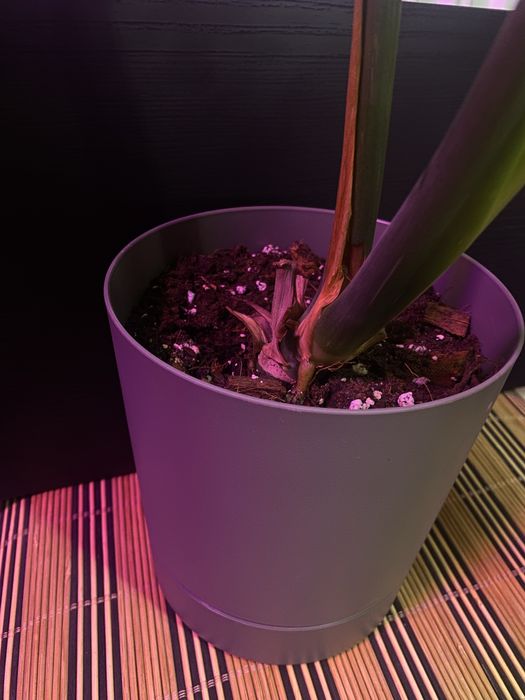 monstera thai duży okaz z doniczką. w bigosie