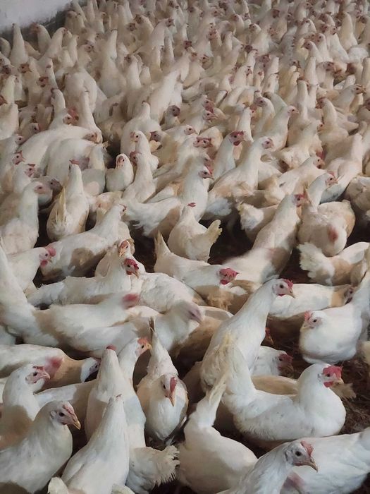 Kury nioski Rosa Leghorn Messa z pierwszym jajkiem. Dowóz Gratis.