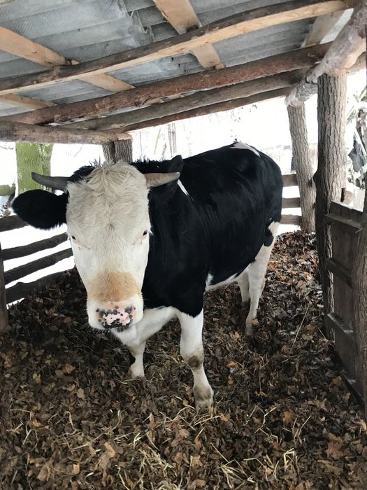 Продам тільну телицю 4 місяці