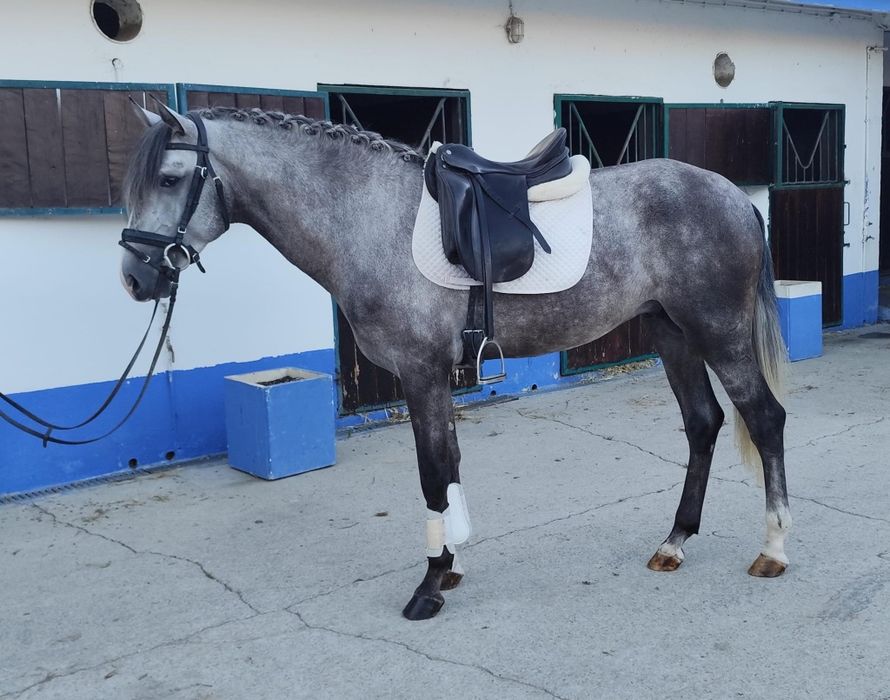 Cavalo PSL , montado
