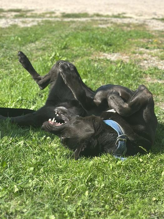 Frugo, zabawowy mlodzieniec o wspaniałej urodzie!