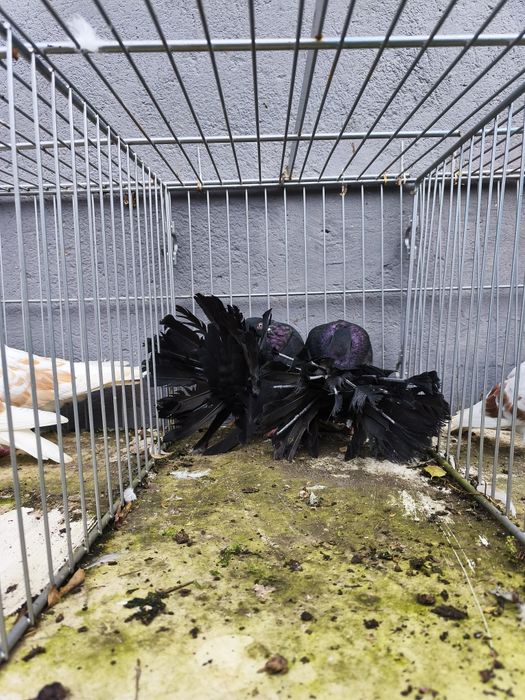 Pawiki gołębie para