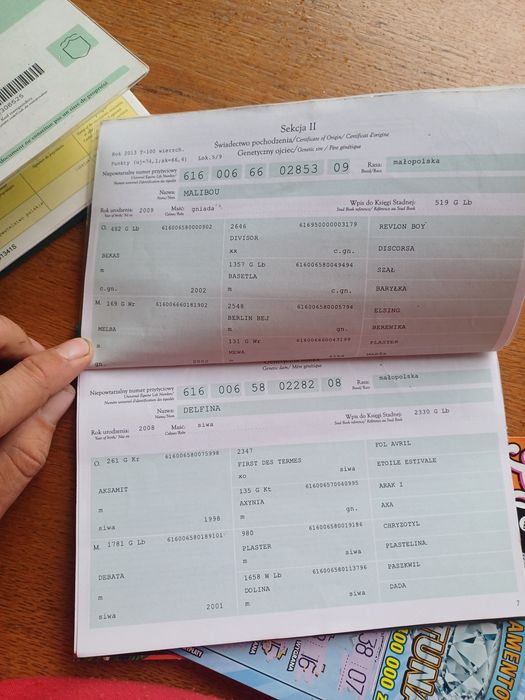 Klacz małopolska dopłatowa