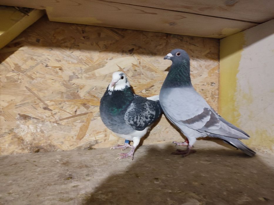 Likwidacja hodowli gołębi pocztowych.