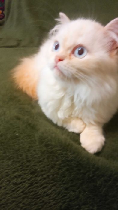 Дуже ласкава киця