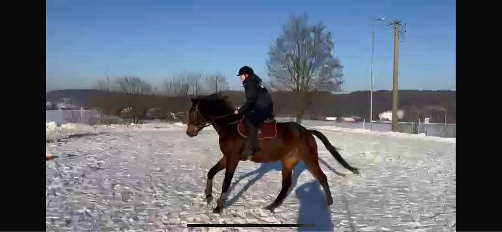 4 letni wałach małopolski