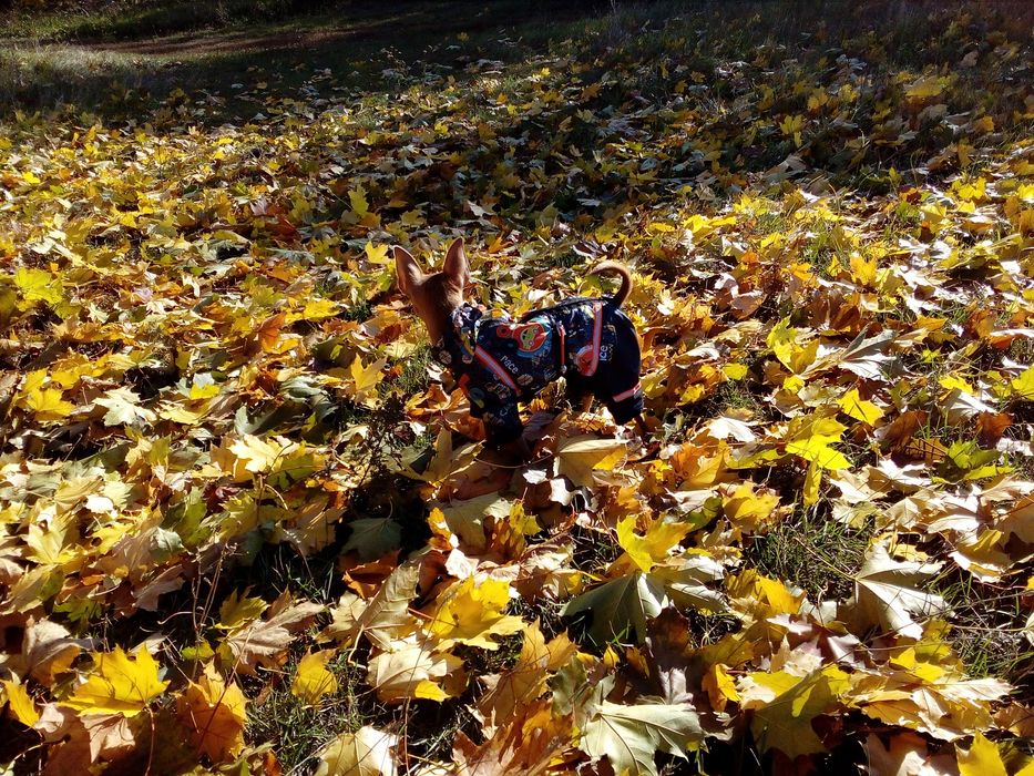 В'язка той терер (кобель)