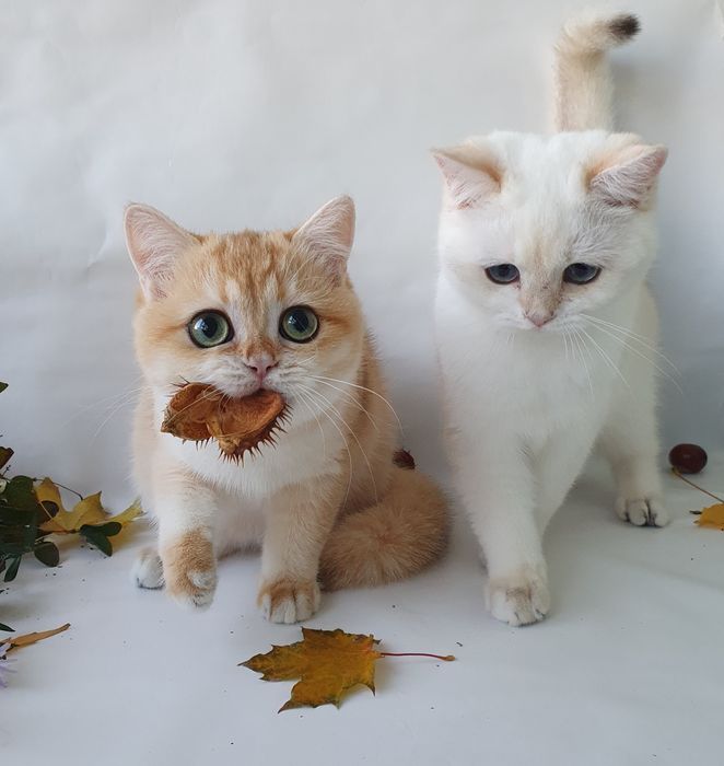 Киев Белый, черный, рыжий, золотой есть котята у нас всех окрасов. Кие