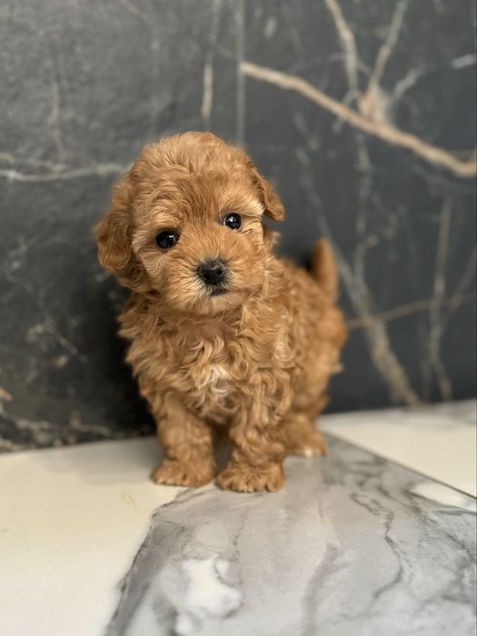 Дівчинка мальтіпу міні ф1. Ми в Луцьку