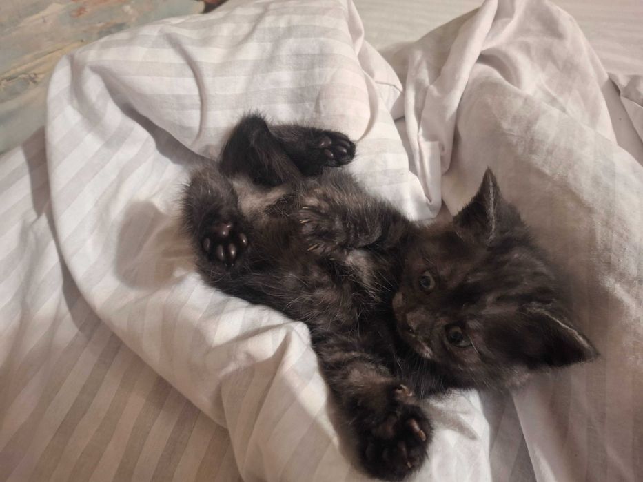 Кошечка, кошенята, котики Первомайск