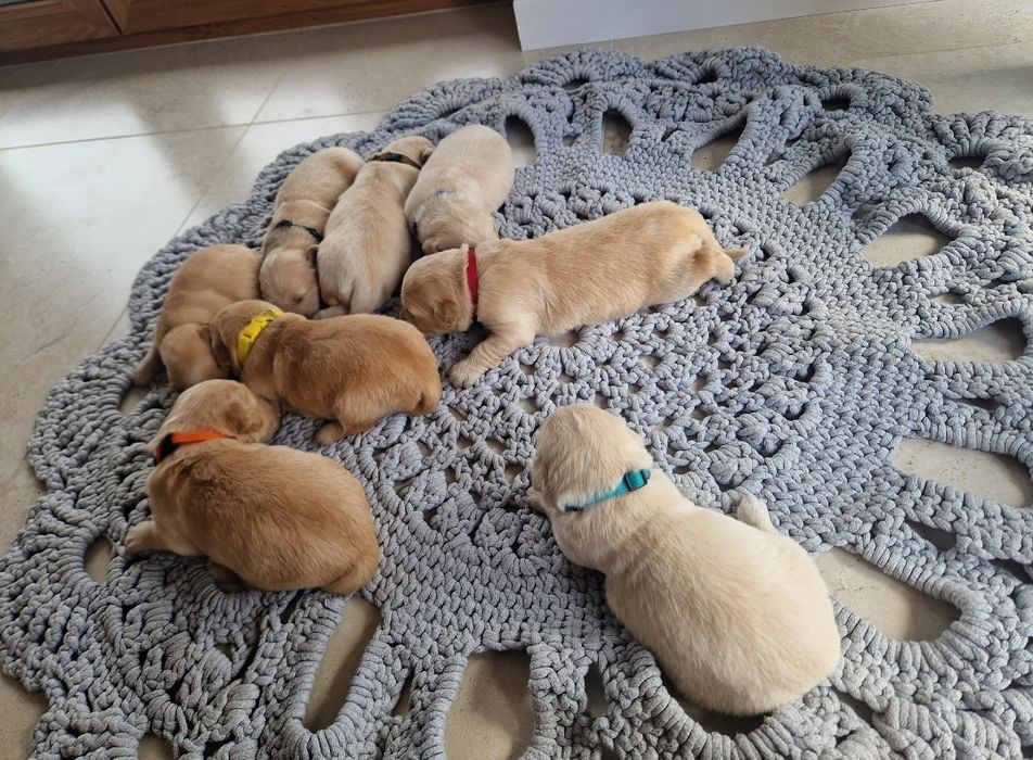 Golden Retriever  szczeniaki Złote / Ciemno Złote