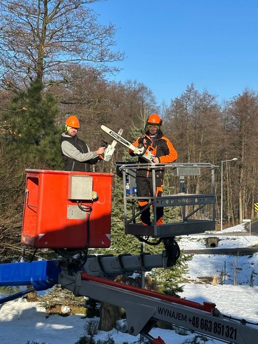 Wycinka drzew, karczowanie