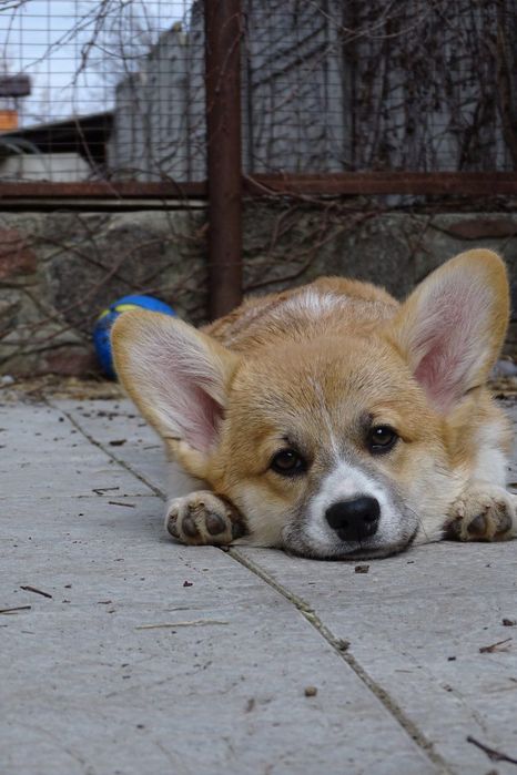 Розплідник пропонує