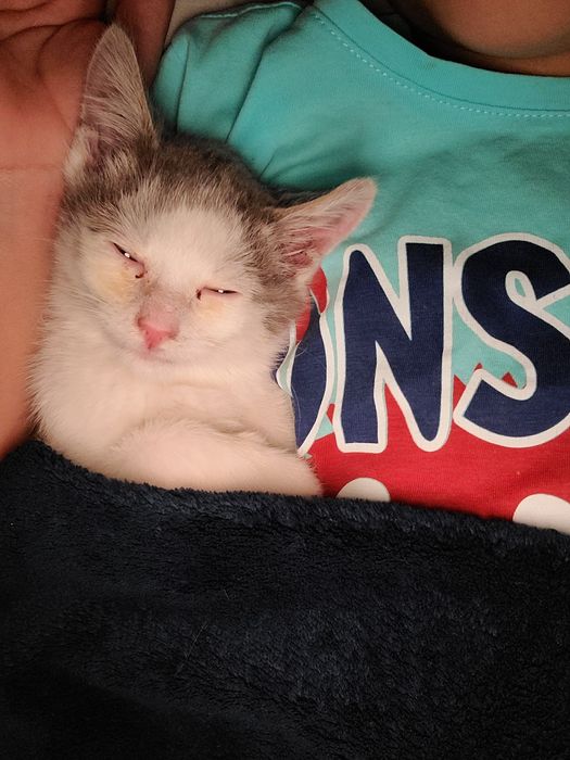 безкоштовно в добрі руки кошенятко котик кошеня котёнок