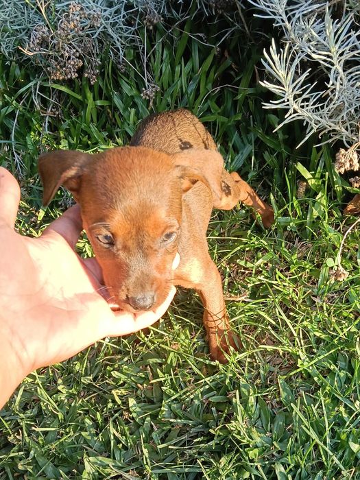 Pinscher macho lindo