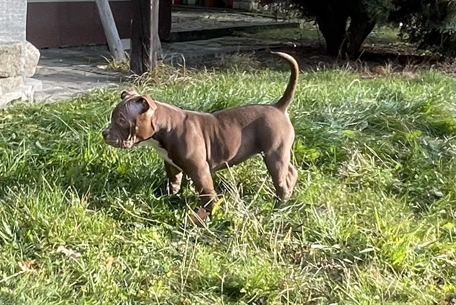 American Bully suczka