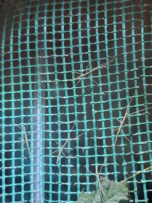 Patyczaki oddam za darmo