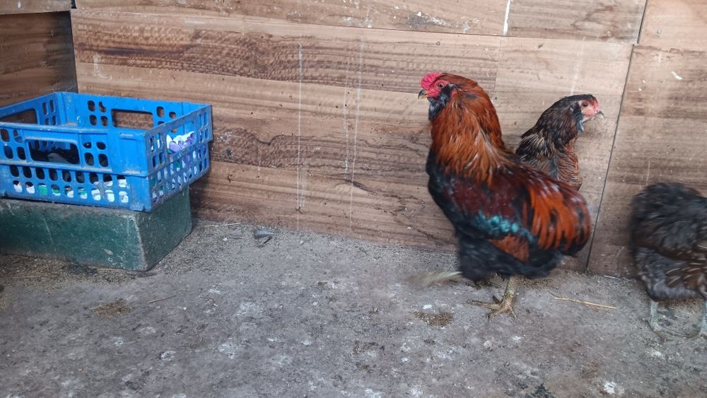 Casal galinhas Araucanas - Ovos Azuis
