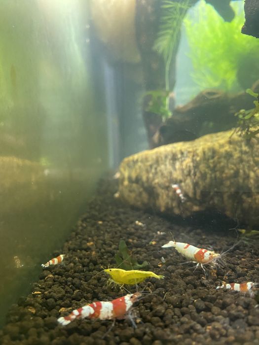 Camaroes  caridinas crystal red