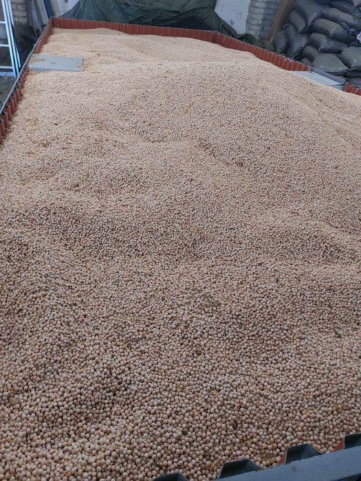 Groch ziarno zbiór 2025