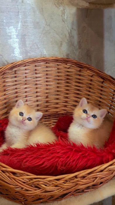 Хомячек Девочка золотая шиншилла