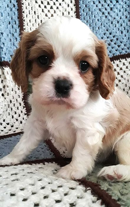 Chłopczyk Cavalier king charles spaniel