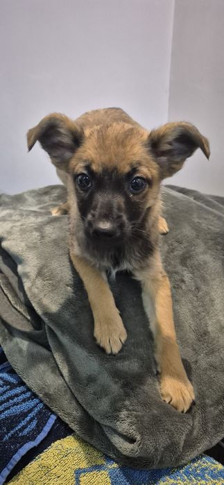 Szczeniaki około 3 miesiące