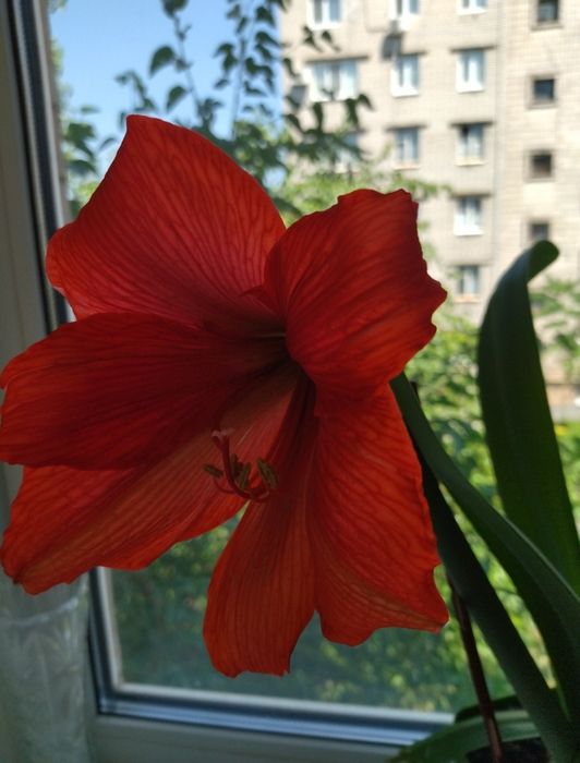 Комнатное растение,отростки