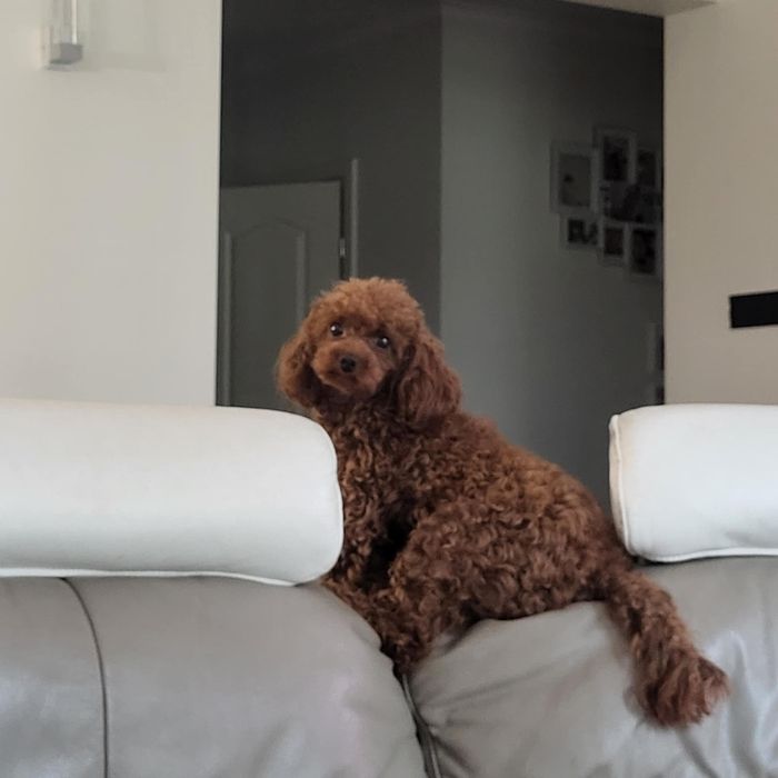 Pudel toy,red, szczenie