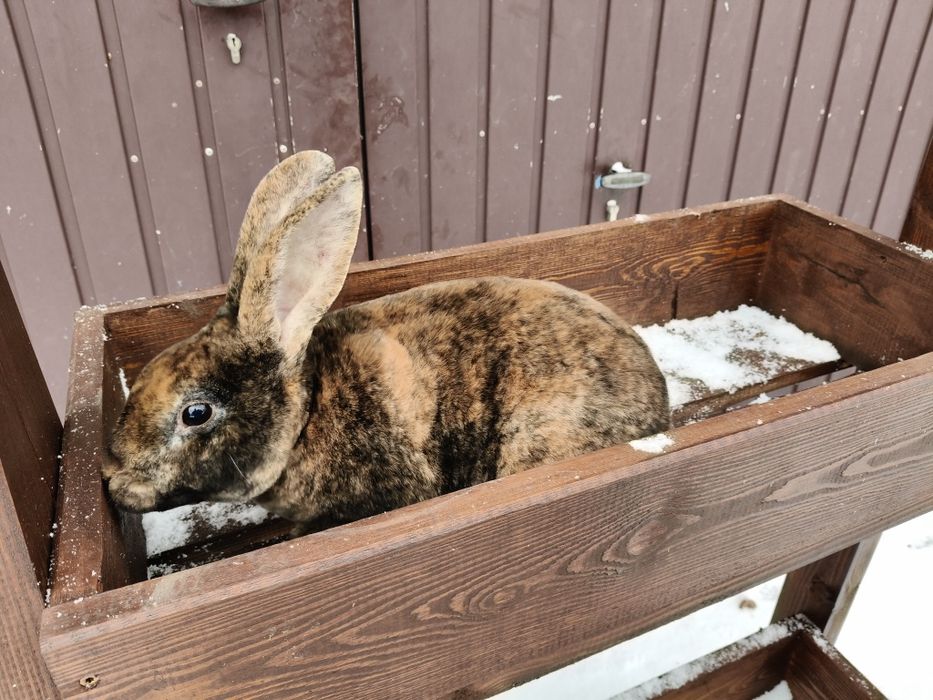 Królik rex , rex dalmatyński , rex gepard