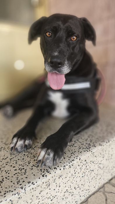 Cadela jovem para adoção
