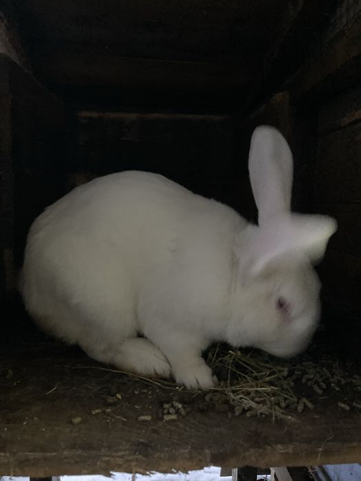 Продам помісних кроликів.