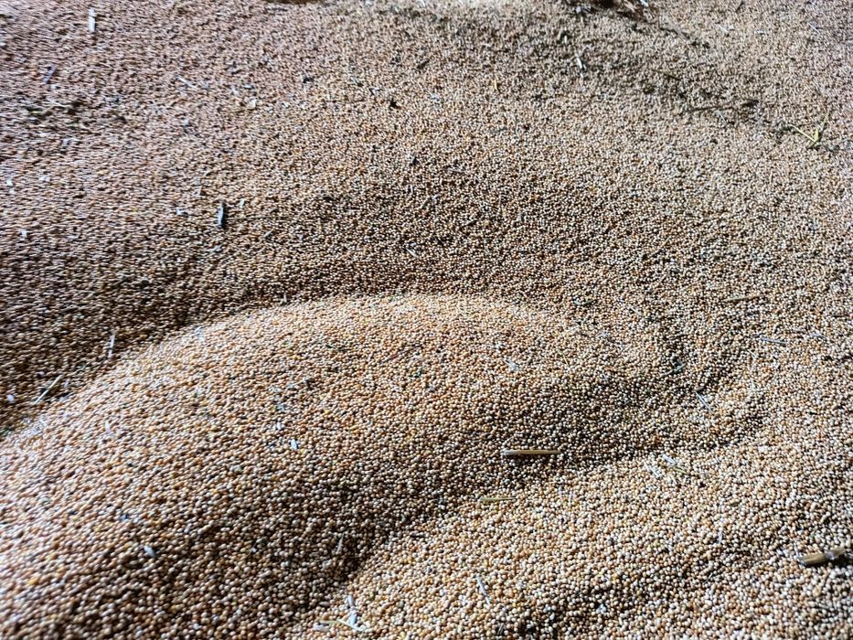 Proso żółte/białe 2025