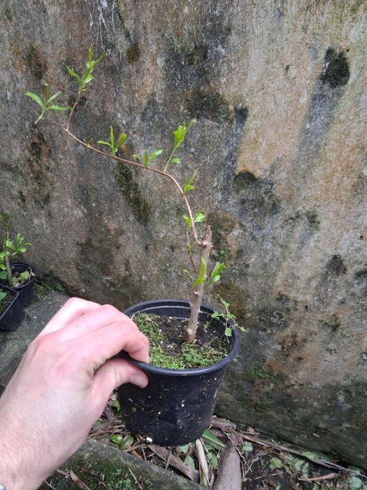 Romanzeira/ romanzeiras