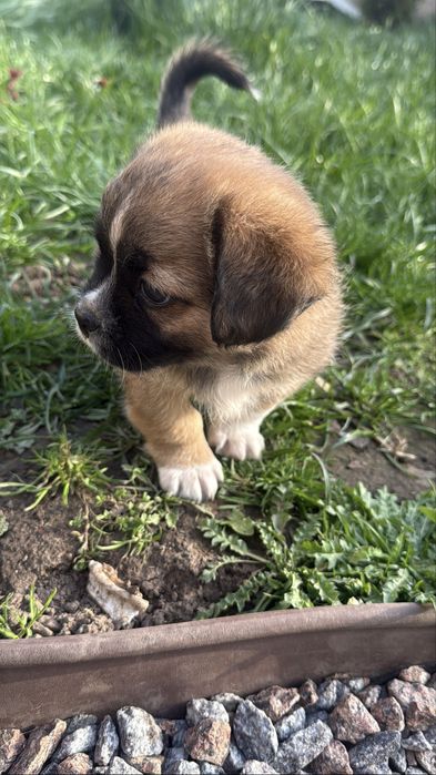 Продам цуценя зхрещене зпекінесом