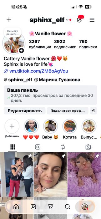 Канадский сфинкс девочка