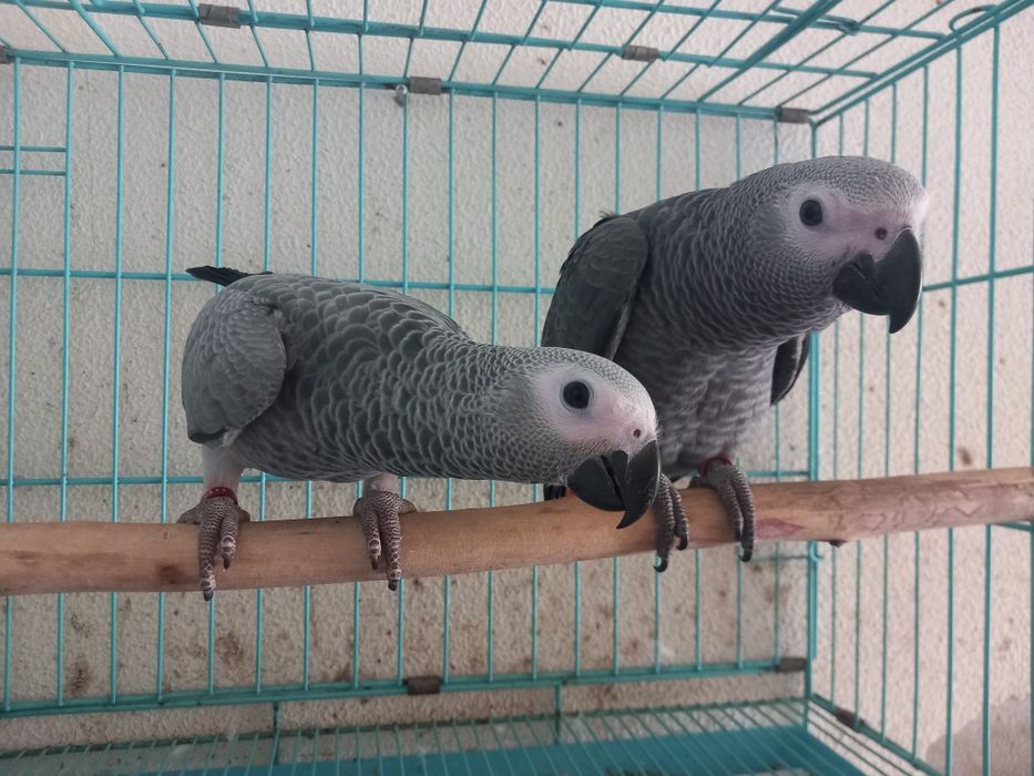 Papagaios  cinza / Galah F. 025