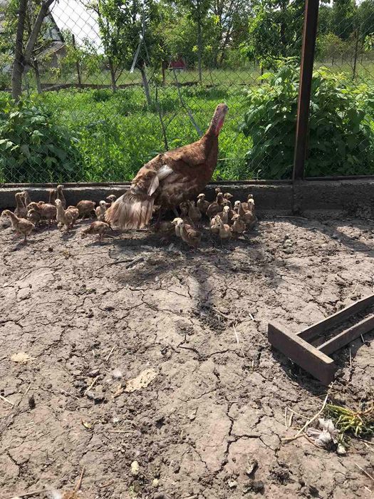 продам індики порода Бурбон (яйця , індичата. На смс не відповідаю
