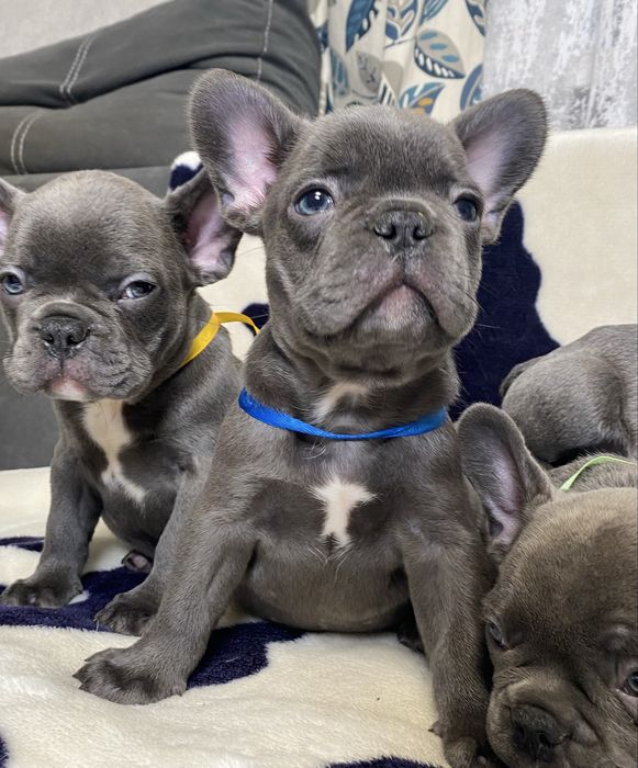 Французький будьдог