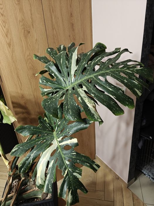Monstera deliciosa Thai Constellation XXL big form, roślina