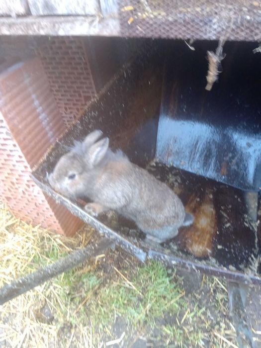 Sprzedam samca miniaturkę