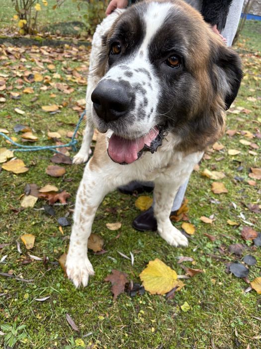 Malinka do adopcji Schronisko Sokołów Podl.