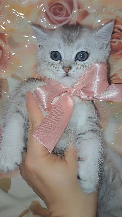 Кошеня, британське, ідеальний подарунок