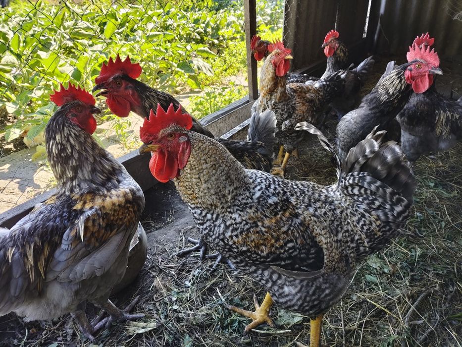 Продам питуха годовалый